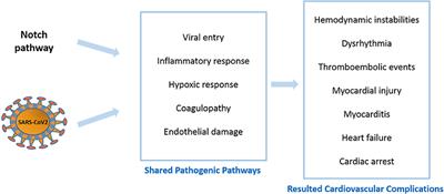 The Notch Pathway: A Link Between COVID-19 Pathophysiology and Its Cardiovascular Complications